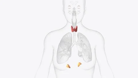 The endocrine system is made up of organs called glands Stock Illustration