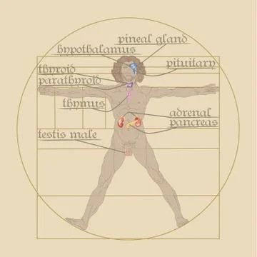 Endocrine system on the vitruvian man Stock Illustration