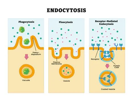 Endocytosis process diagram with side view, labeled Phagocytosis, pinocytos.. Stock Illustration
