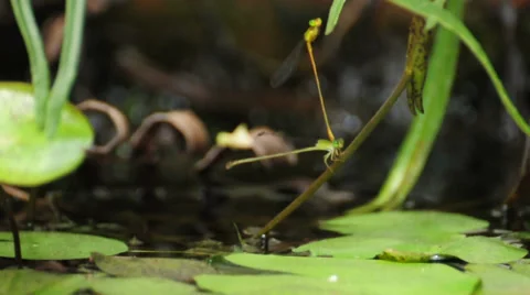 oviposition Oviposition Stock Video Footage | Royalty Free Oviposition Videos | Pond5