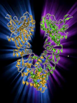 Endoplasmic reticulum chaperone protein Stock Illustration