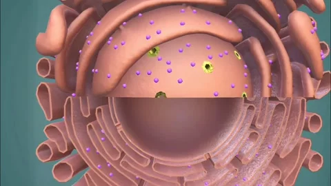 Endoplasmic reticulum Stock Footage 277294716
