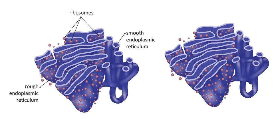 Endoplasmic reticulum Stock Illustration