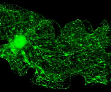 Endoplasmic reticulum Stock Photos