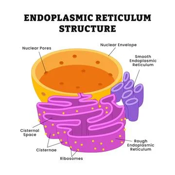 Endoplasmic reticulum structure anatomy, education poster design, labeled n.. Stock Illustration