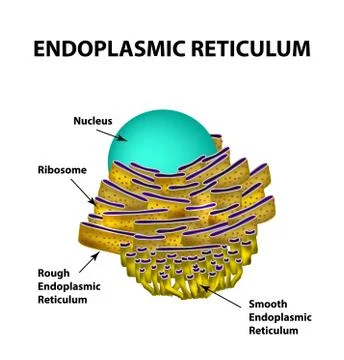 Endoplasmic reticulum structure. Infographics. Vector illustration on isolated Stock Illustration