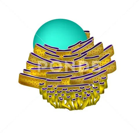 Endoplasmic reticulum structure. Infographics. Vector illustration on ...