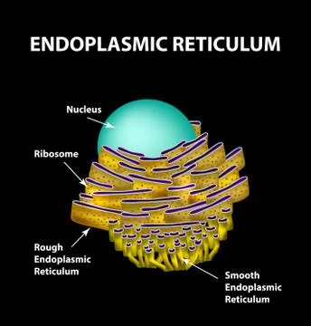 Endoplasmic reticulum structure Infographics. Vector illustration Stock Illustration