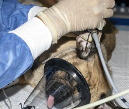 Endoscope of a pugs ear while sleeping Stock Photos