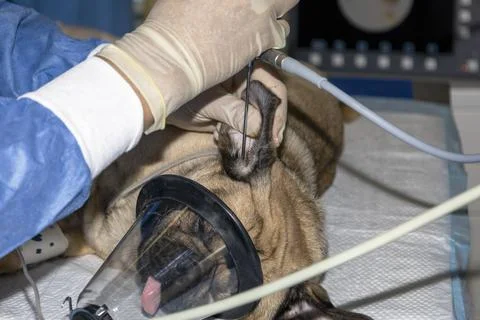 Endoscope of a pugs ear while sleeping Stock Photos