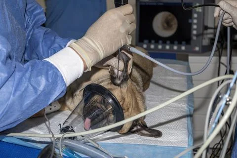 Endoscope of a pugs ear while sleeping Stock Photos