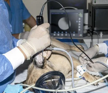 Endoscope of a pugs ear while sleeping Stock Photos