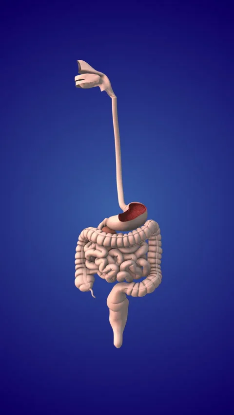 Endoscopy of capsules and wireless transmission Stock Footage 333904357