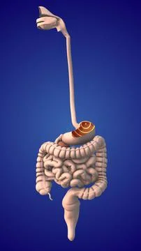 Endoscopy of capsules and wireless transmission 스톡 일러스트