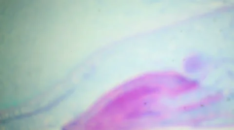 Endosperm of the seed of a cereal under the microscope Stock Footage 47076336