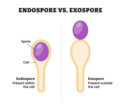 Endospore and Exospore difference comparison, present within or outside the.. Stock Illustration