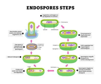 Endospore steps diagram process, illustration vector. Labeled Axial filamen.. Stock Illustration