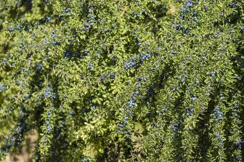 Endrino, Prunus spinosa, para fabricacion tradicional de patxaran, Navarra, S Stock Photos