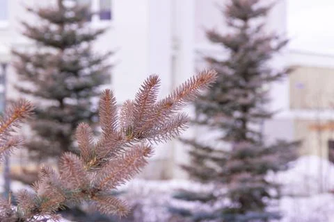 Ends of the branches of several decorative blue spruces turned pink under the Stock Photos