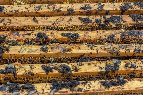 Ends of frame stained with wax moth dropping. Wax moth larvae on an infected bee Stock Photos