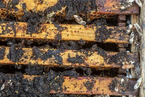 Ends of frame stained with wax moth dropping. Wax moth larvae on an infected bee Stock Photos
