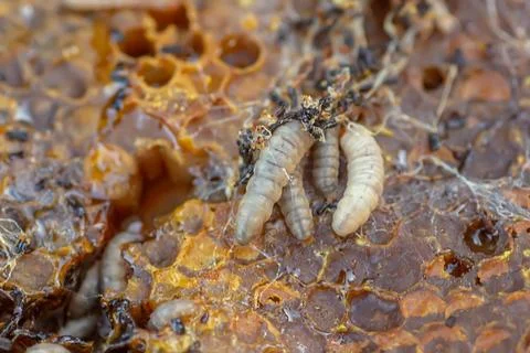 Ends of frame stained with wax moth dropping. Wax moth larvae on an infected bee Stock Photos