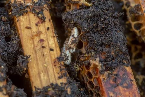 Ends of frame stained with wax moth dropping. Wax moth larvae on an infected bee Stock Photos