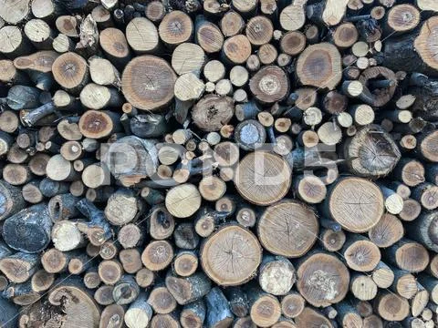 The ends of the tree for the background. Stock Photos