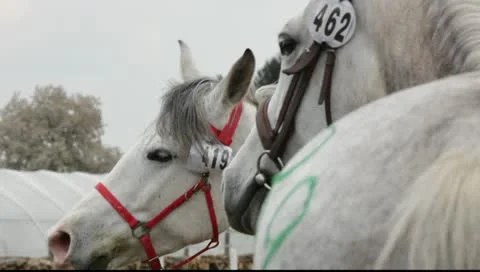 Endurance riding on controlled long-distance race Stockbeeldmateriaal 10714822