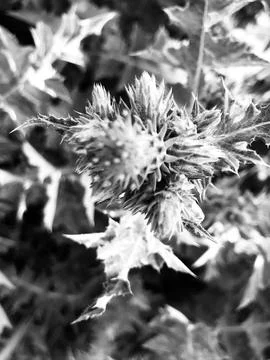 Enduring Elegance - A Study in Form in Black and White Foto stock