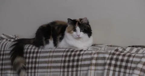 The enemy is near kitty Video stock 144628188