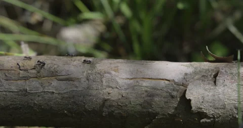 Energetic ants walk on a fallen tree, 4K slomo Stock Footage 244388014