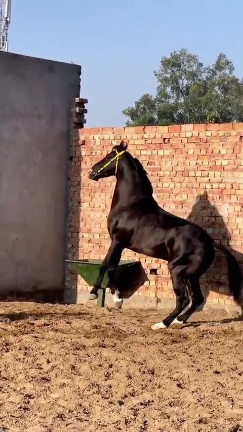 Energetic Black Equine Displaying Strength in Sandy Stable Vídeos de archivo 333655789