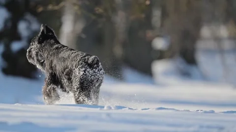 Energetic black schnauzer runs through snow, funny snow-covered fur, winter fun. Stock Footage 295370046