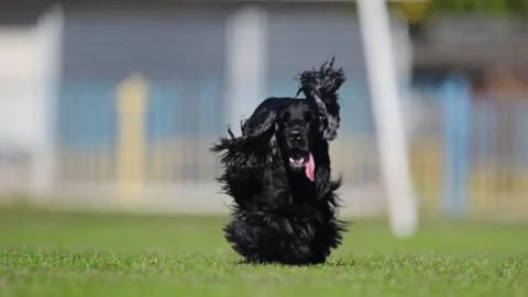 Energetic black Spaniel enjoys playful moments on lush grass with owner, full of Stock Footage 299856480