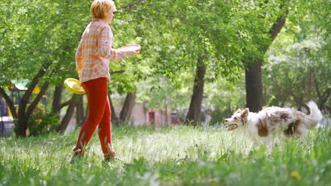 Energetic border collie jumps high in the air and catches a yellow throwing disc Stock Footage 109474013