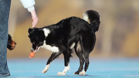 Energetic Border Collie sprints and slides on an icy lake, full of excitement Stock Footage 304686143