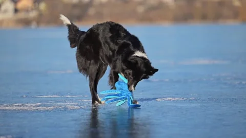 Energetic Border Collie tosses an octopus toy on frozen ground, fun snowy scene. Stock Footage 305095237