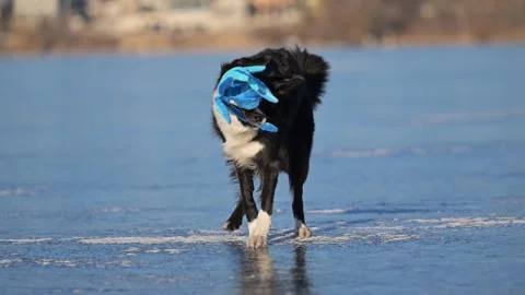 Energetic Border Collie tosses an octopus toy around on icy lake, having fun in Stock Footage 310101223