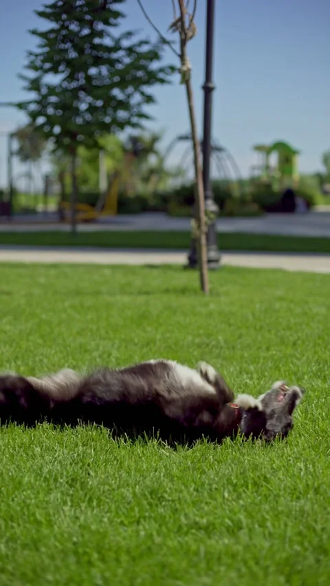 The energetic Border Collie twists and jumps on the lush green grass, showcasing Stock Footage 232308768