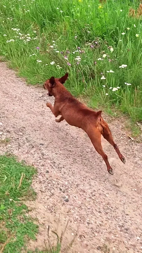 Energetic brown dog leaping ahead on rural path in summer Stock Footage 314304796