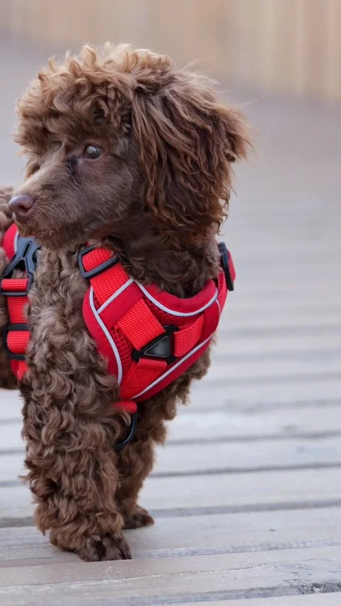 Energetic Brown Poodle Exploring Outside. Adventurous Small Curlyhaired Poodle Video stock 332644666