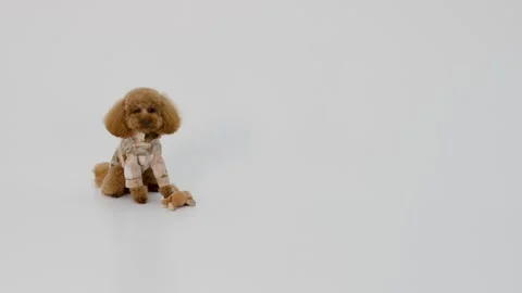 Energetic brown poodle sniffs floor after head shake display Stock Footage 327205075