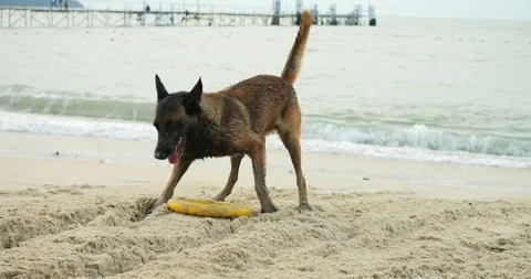 Energetic canine retrieving yellow ring. Active dog splashing and fetching Stock Footage 344738937