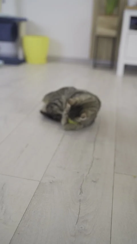 Energetic Cat in Play Mode: Wild Fun with Toys - UGC Video Stock Footage 287582024