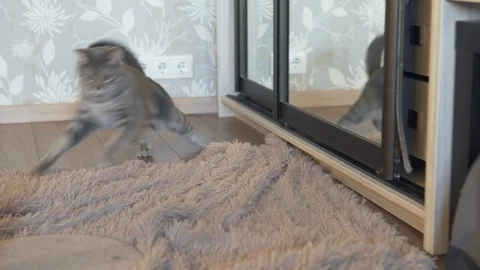 Energetic cat running to scratching post and coming out action Stock Footage 108721361