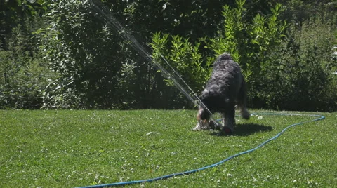 Energetic dog attacking a garden hose sprinkler Stockbeeldmateriaal 40061147