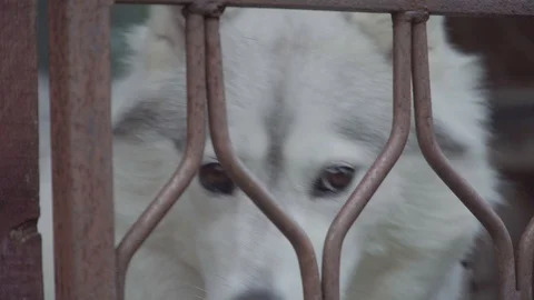 Energetic dog gets fed 4k Stock Footage 94256130