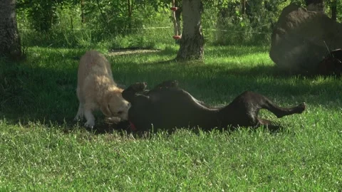 Energetic Dogs Romping Around in Private Green Garden Estate Stock Footage 337164662