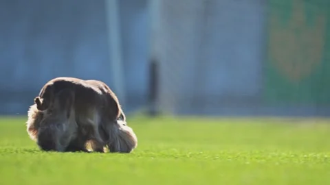 Energetic English Spaniel sprinting with joy on a lush green field, filmed in Stock Footage 298239552